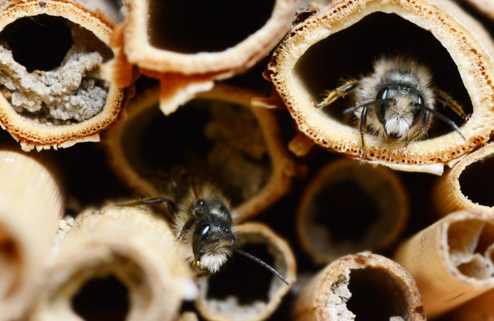 Solitary bees putting pollen into tubes of an insect hotel.