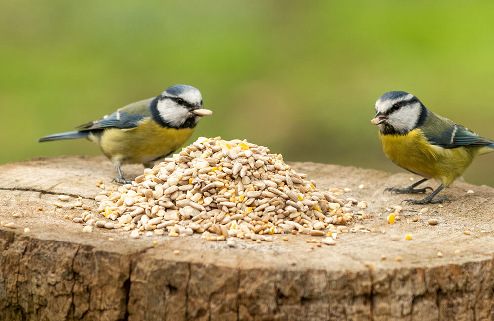 Blue tits on a tree eating a bird seed mix.