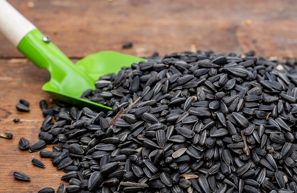 Black sunflower seeds for birds