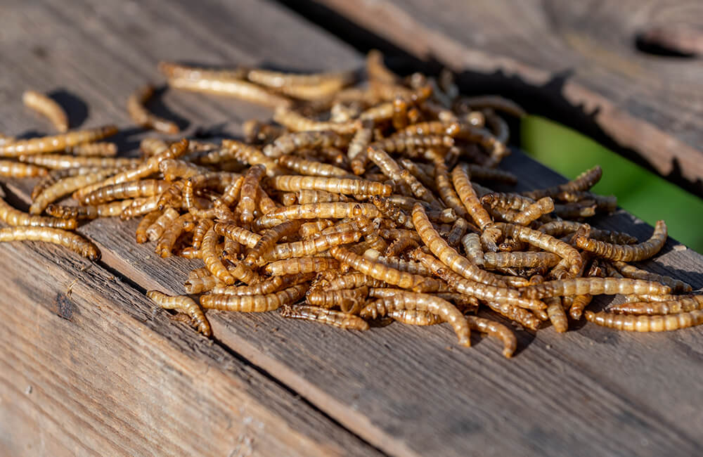 Dried mealworms for birds.