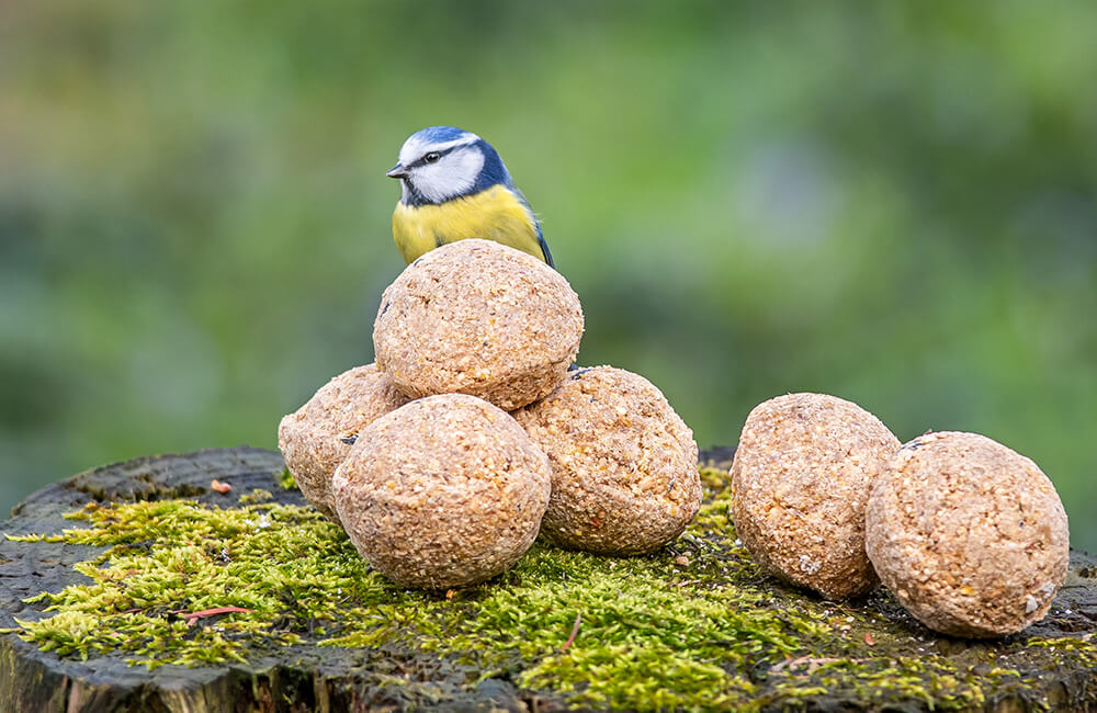 Blue tit next to fat balls.