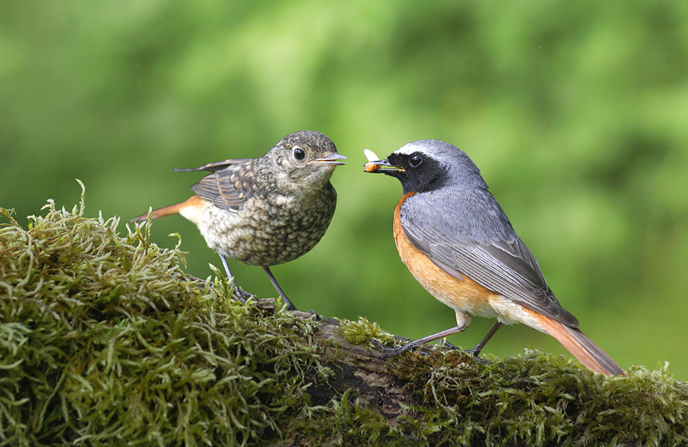 A common redstart couple, where the male is feeding the female with an insect