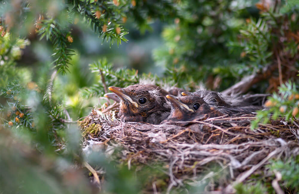 A bird's nest in a hedge with young chicks