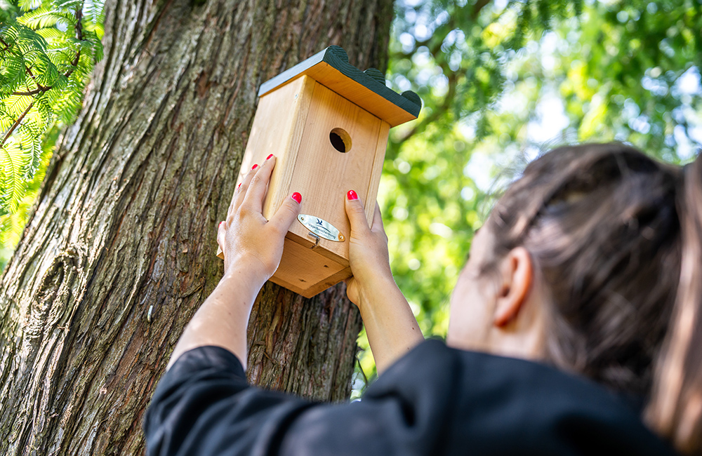 A woman installs a nest box on a tree