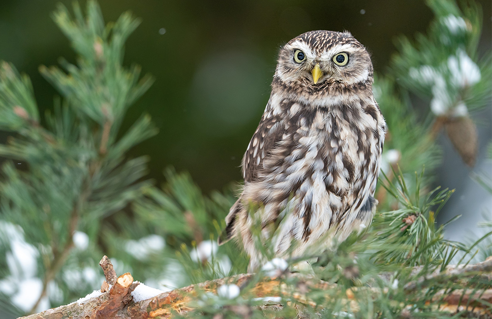 A Little Owl (Athene noctua) sitting on a tree branch during winter