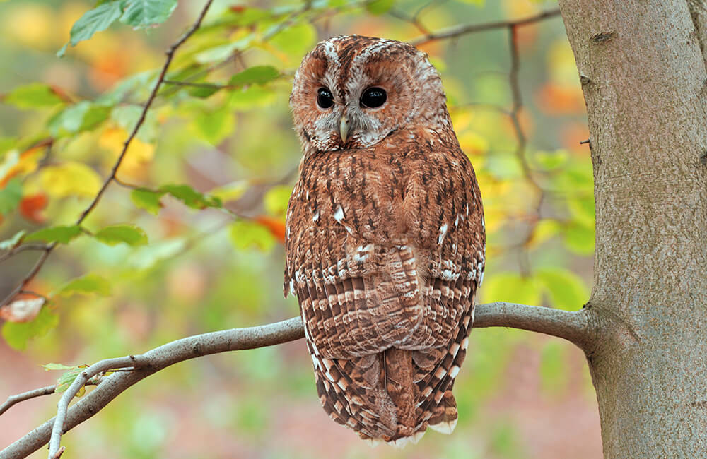 A tawny owl on a tree.