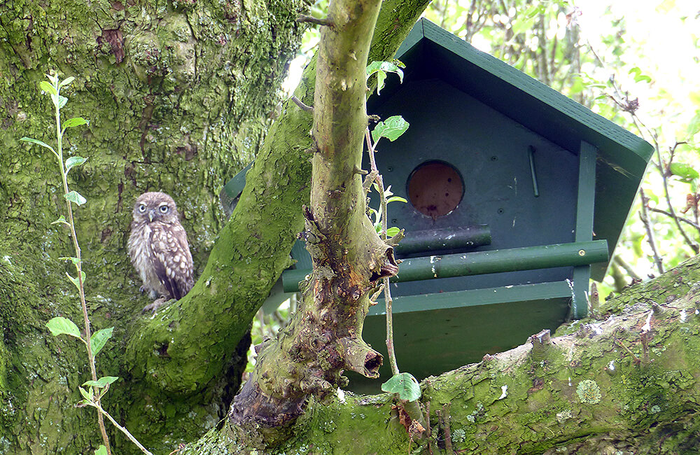 A Little Owl (Athene noctua) sitting next to a special own nestbox.