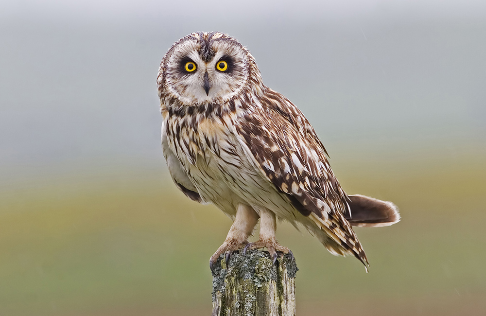 A Short-eared Owl (Asio flammeus) sitting on a tree trunk.