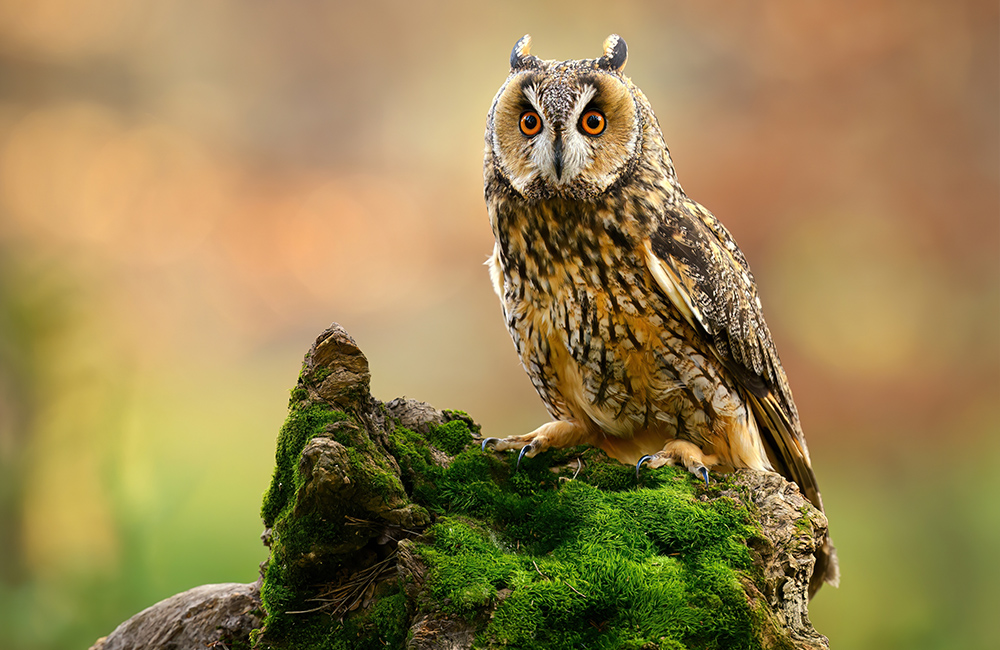 A Long-eared Owl (Asio otus) sitting on a tree trunk covered with moss.