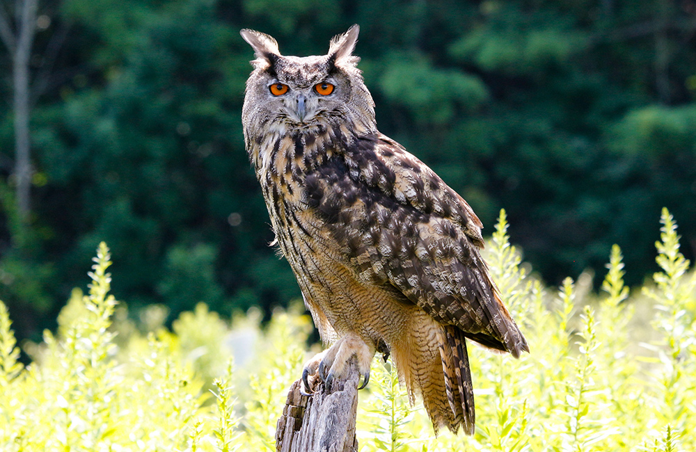 A grim looking Eagle Owl (Bubo bubo) in a field