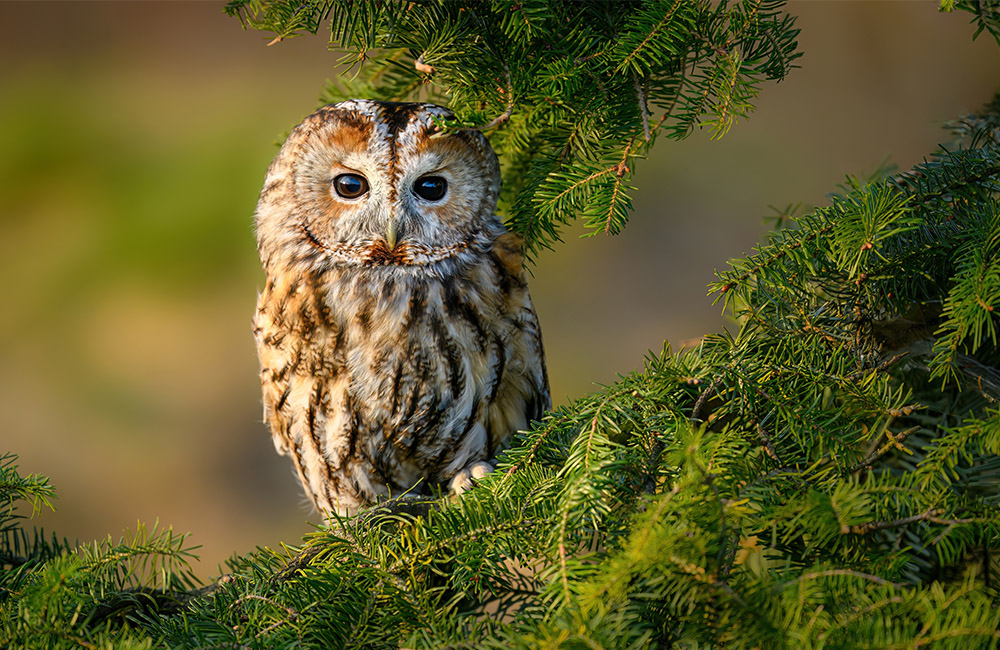 A wild Tawny Owl (Strix aluco) sitting on a tree branch