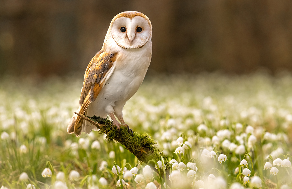 A wild Barn Owl (Tyto alba) in a field with flowers
