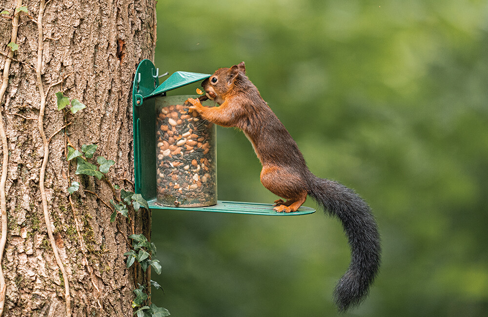 Squirrel eating from a special squirrel feeder