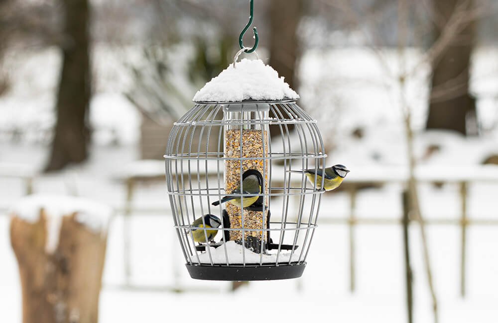 A squirrel-proof bird feeder during winter, with 3 blue tits eating bird food