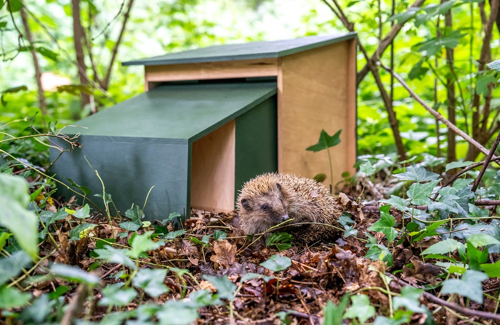 A hedgehog in front of a hedgehog house