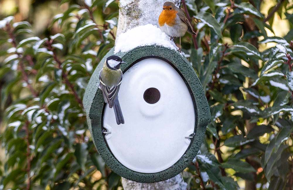 Nest box with a great tit and a robin