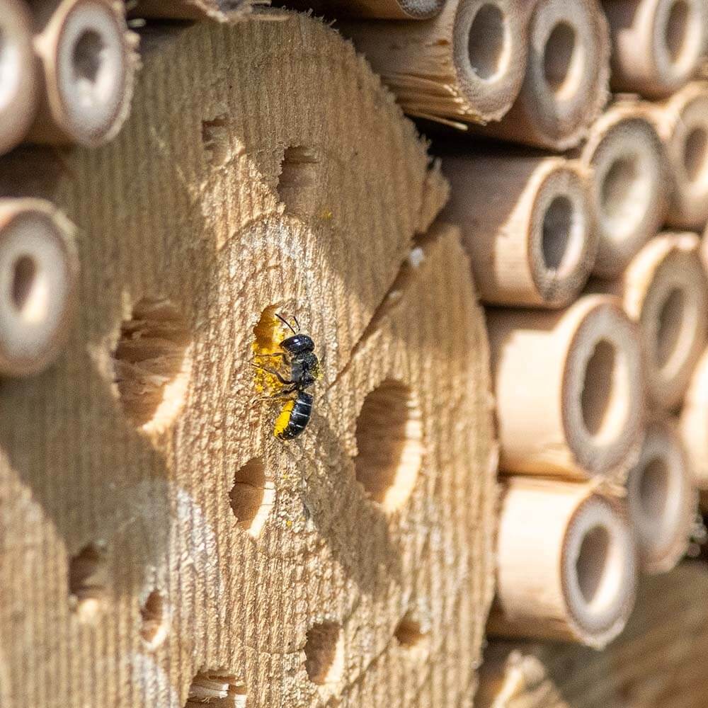 A bee visiting a wooden insect hotel.