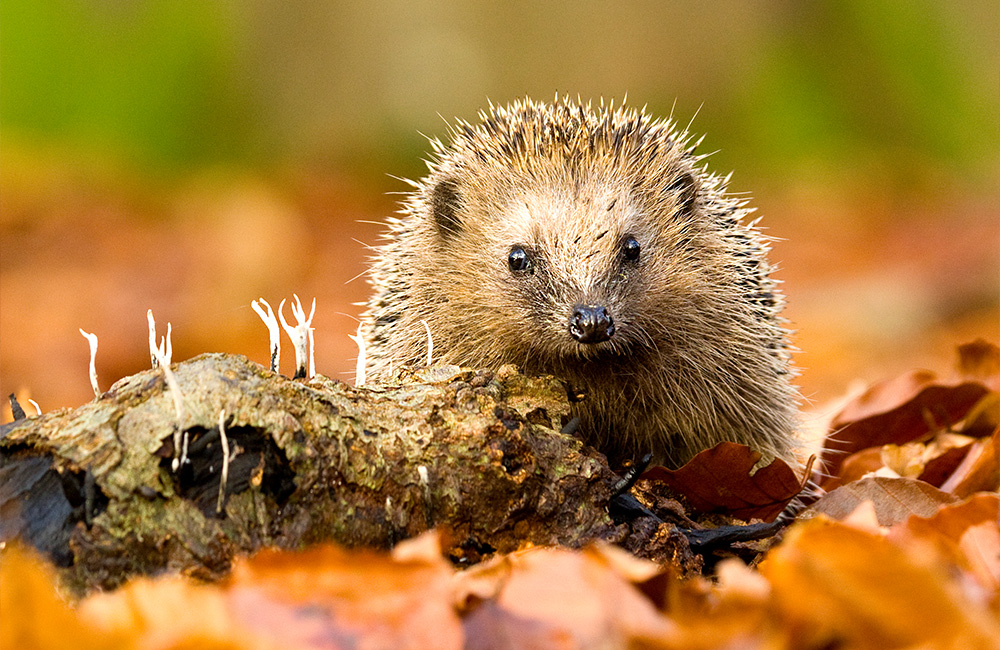 A cute hedgehog between autumn leaves looking at the observer.