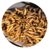 Dried mealworms