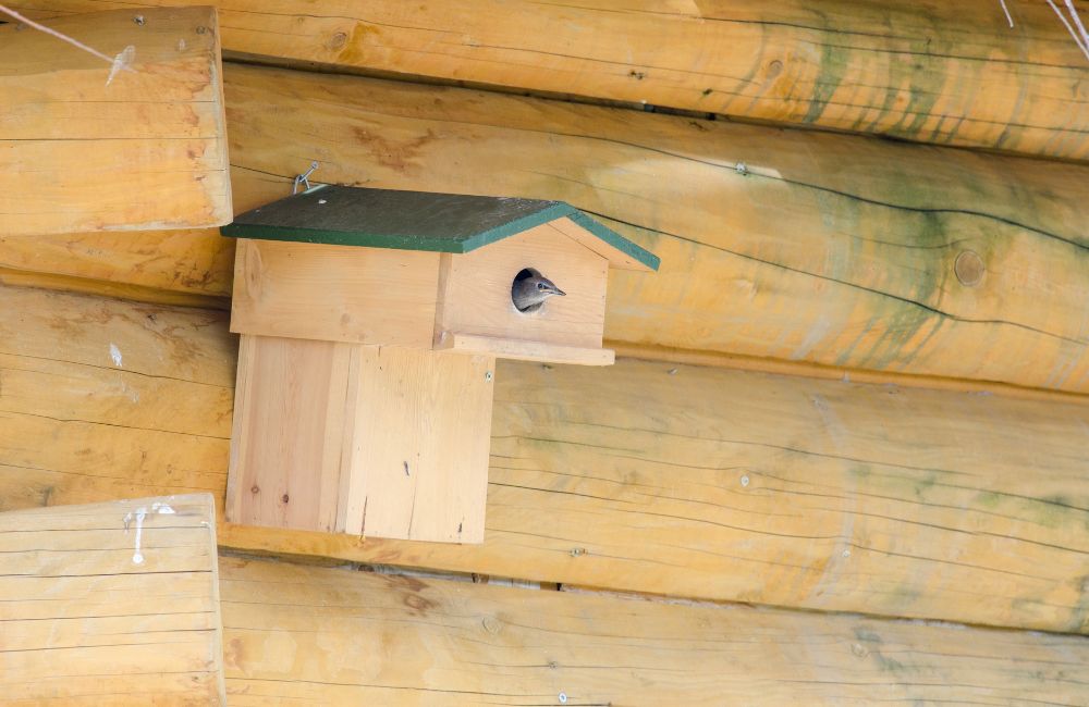 A bird sticks his head out of a nestbox