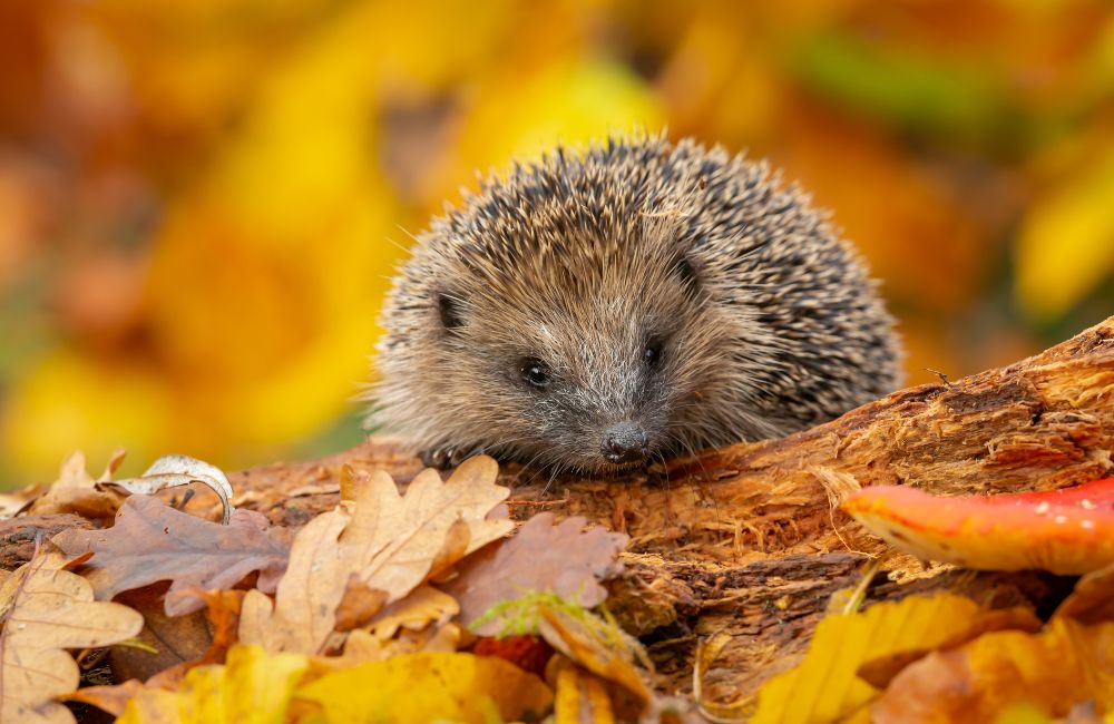 A hedgehog between some leaves